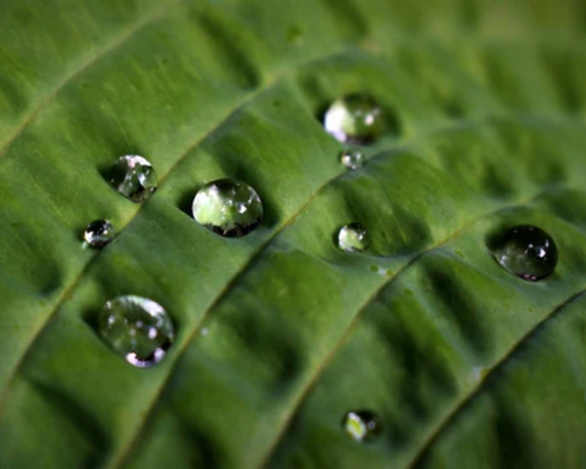Exploring Legal Delta-9 Benefits for Health and Wellness