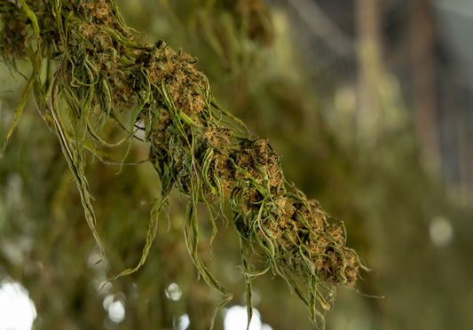 The Best Strains for Staying Asleep: Long-Acting Effects That Truly Deliver