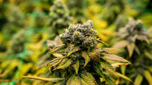 Super Boof THCa Flower Review: Flavor, Frost, and Full-Body Relaxation