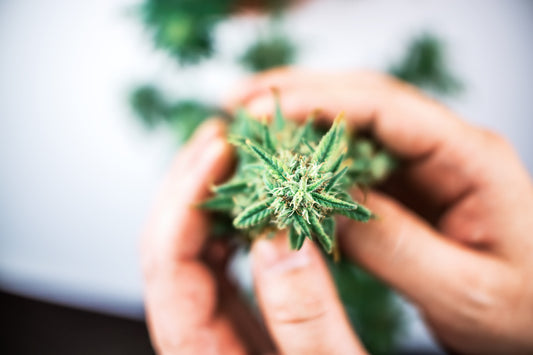 THCa vs THC: The Real Story Behind the Cannabinoid Confusion