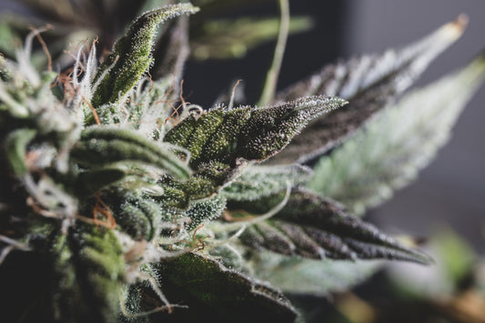 Grape Gas Review: More Than Just Pretty Purple Buds