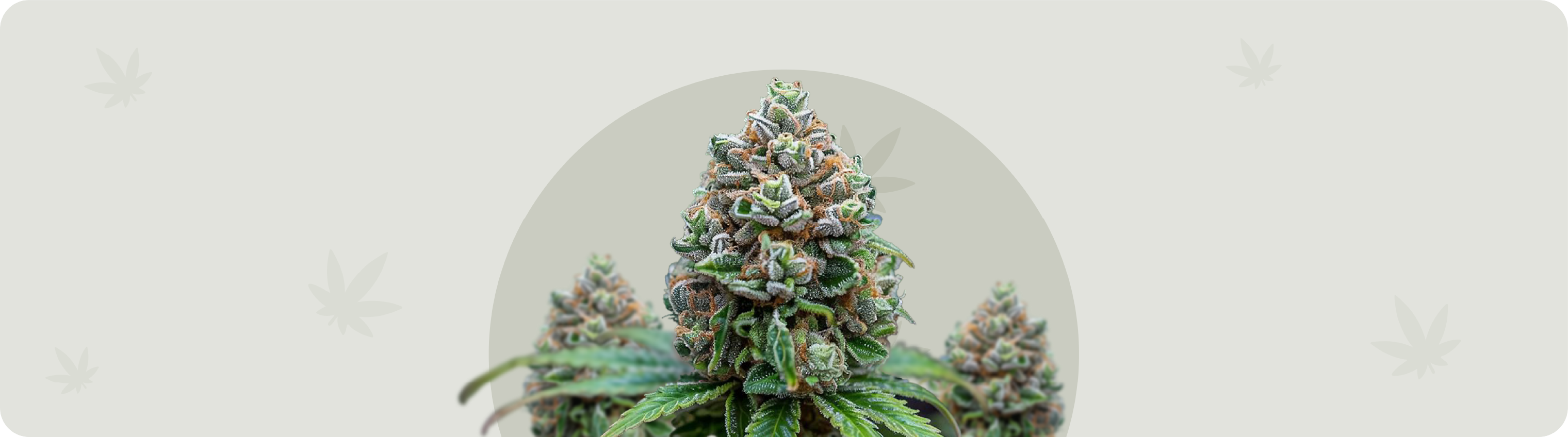 files/flower-bud-01.png