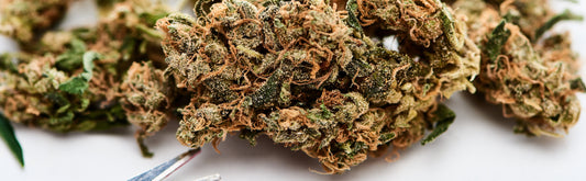 Balanced Hybrids: The Beauty of Equal Indica and Sativa Terpenes