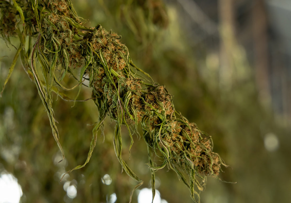 The Best Strains for Staying Asleep: Long-Acting Effects That Truly Deliver
