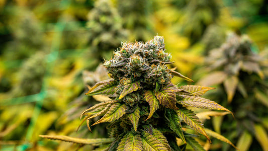 Super Boof THCa Flower Review: Flavor, Frost, and Full-Body Relaxation
