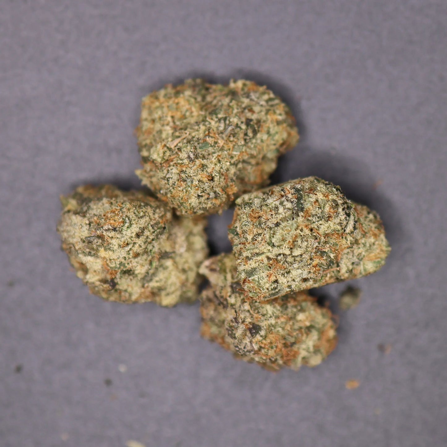 Close-up of dried alaskan thunderfuck cannabis buds on a gray background