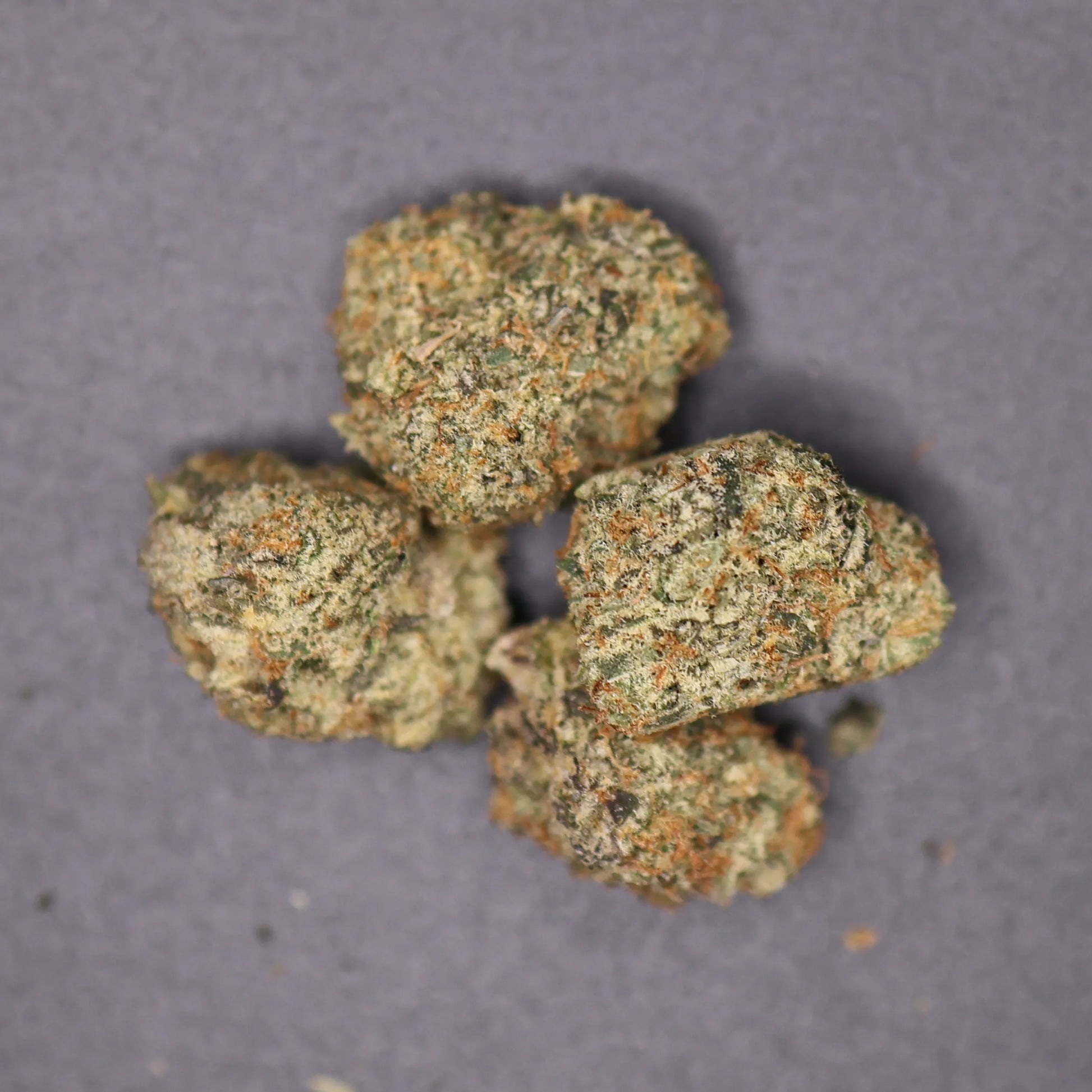 Close-up of dried alaskan thunderfuck cannabis buds on a gray background