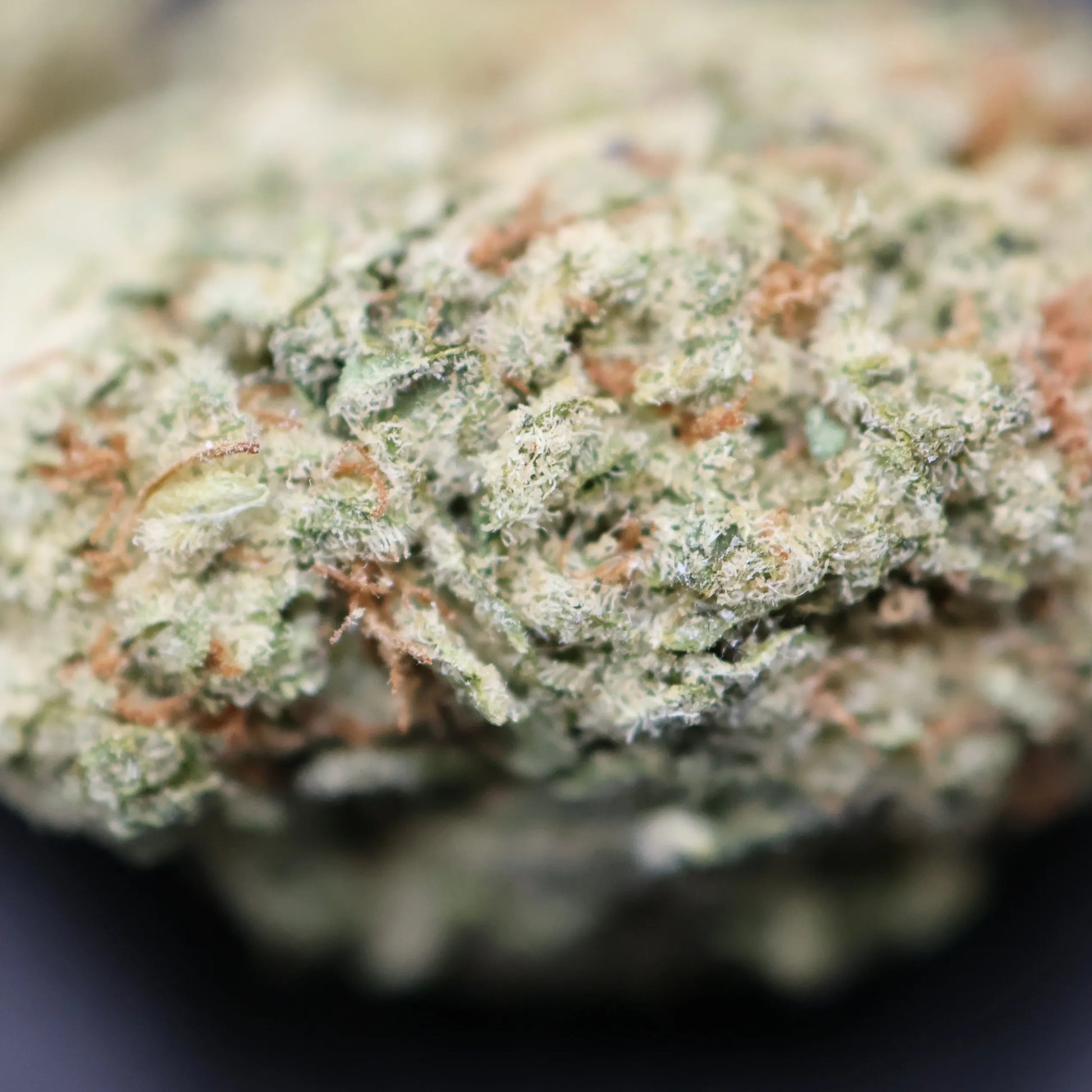 columbian gold thca flower close up of crystals