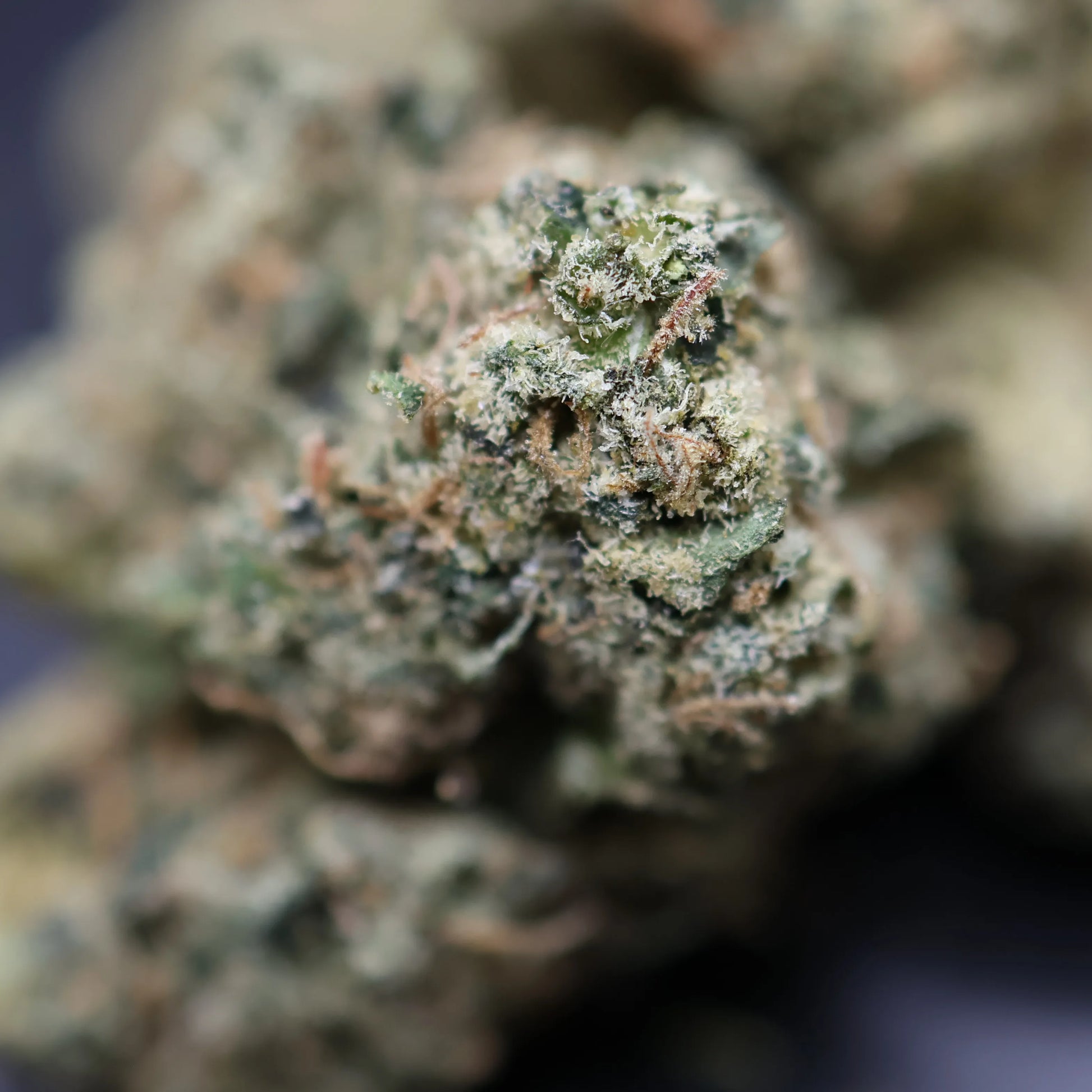 Close-up of a strawberry cough cannabis bud with trichomes