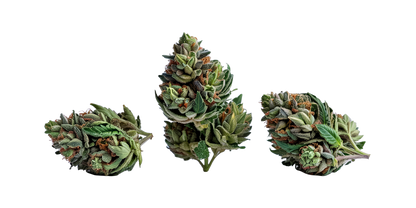 Pistachio Runtz