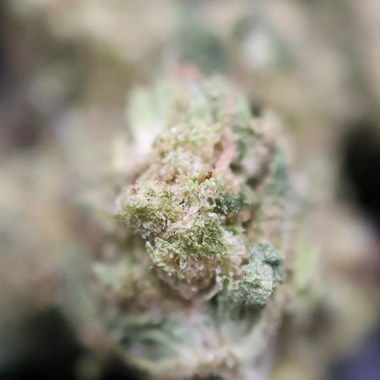 close up of green crack smalls buds with high thc content visible 
